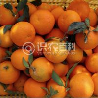 柑橘黄叶症状示例0