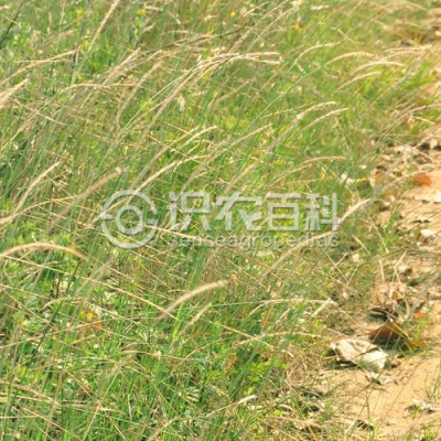 竖立鹅观草
