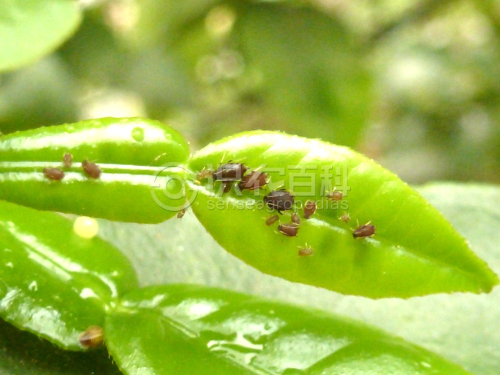 柑橘黄叶症状示例2