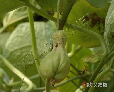 佛手瓜蔓枯病