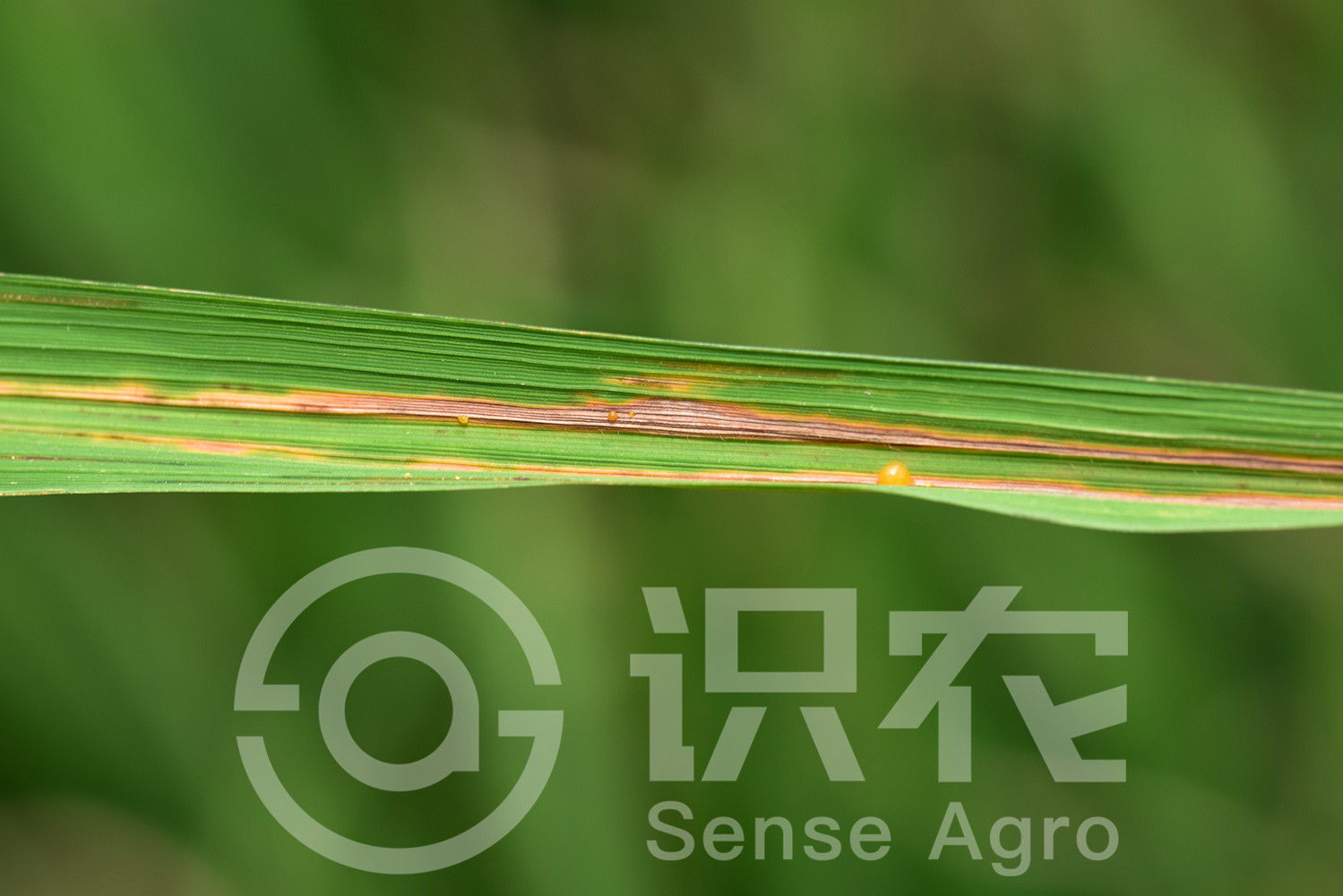 柑橘黄叶症状示例1