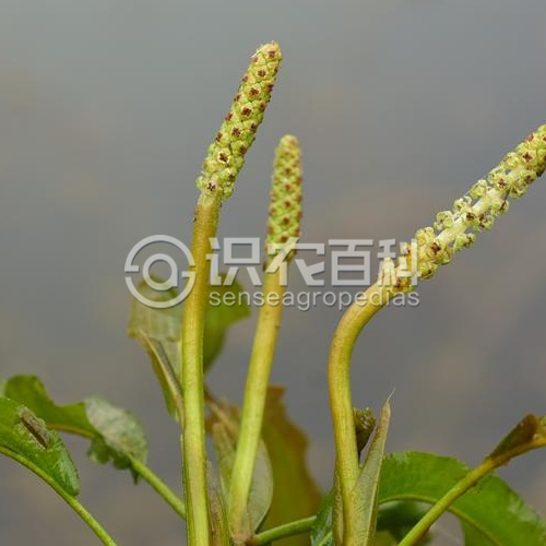 柑橘黄叶症状示例1