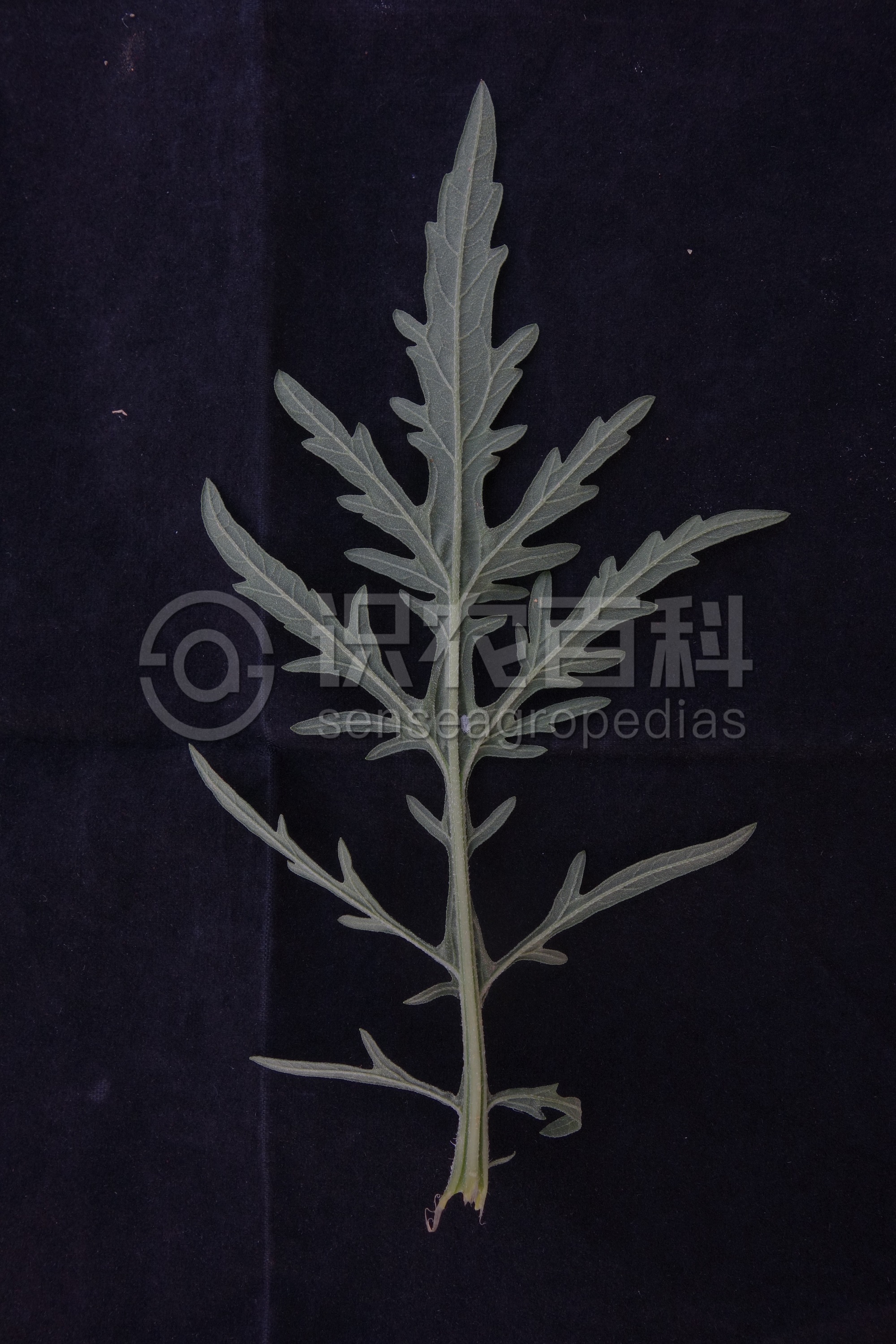 柑橘黄叶症状示例4