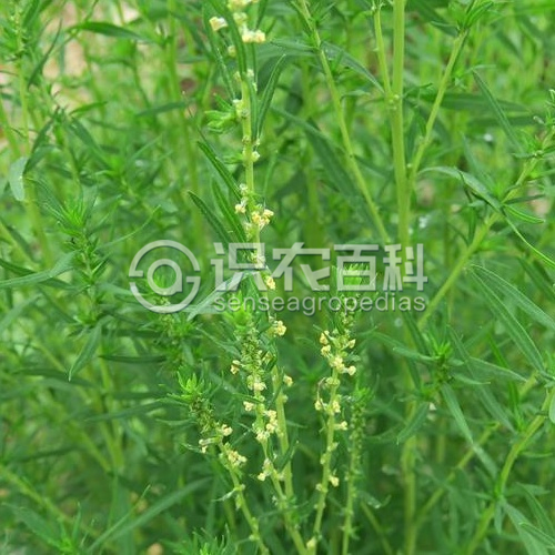 柑橘黄叶症状示例2
