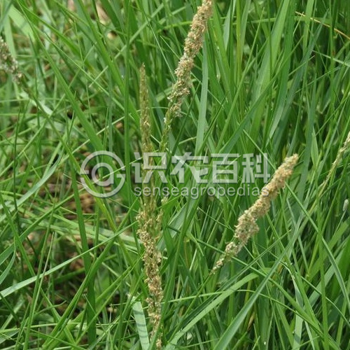 柑橘黄叶症状示例2