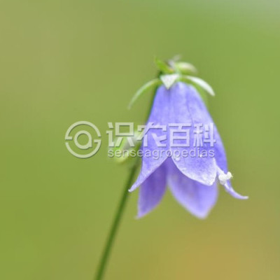 泡沙参