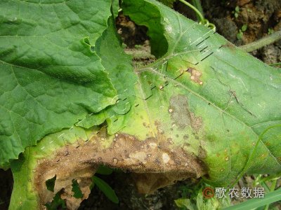 冬瓜(叶点霉)叶斑病