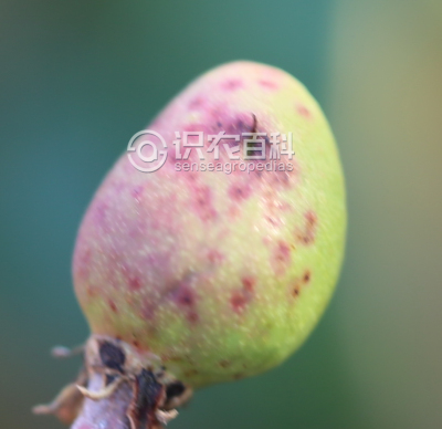芒果红斑点病