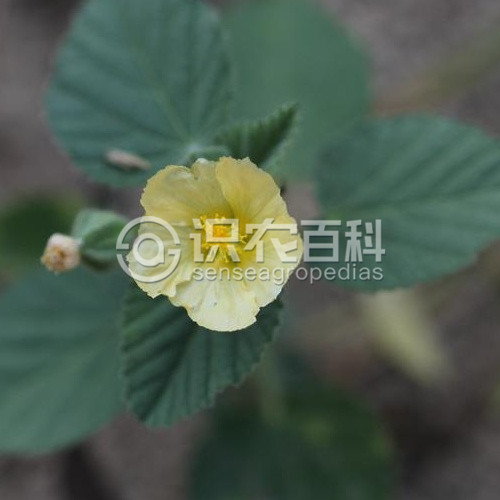 柑橘黄叶症状示例3