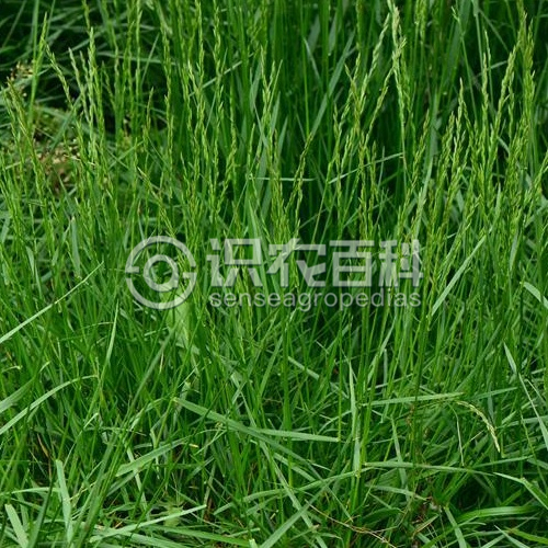 柑橘黄叶症状示例3