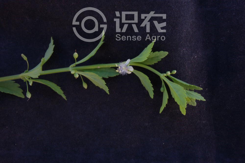 柑橘黄叶症状示例3