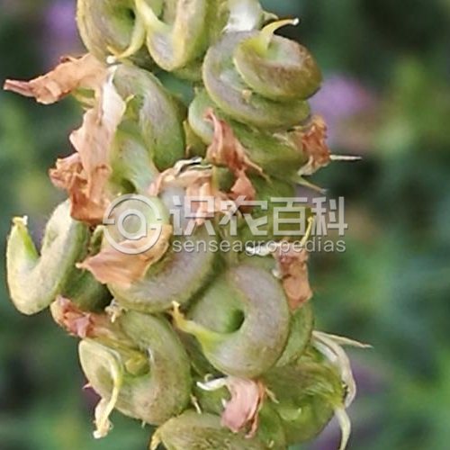 柑橘黄叶症状示例3