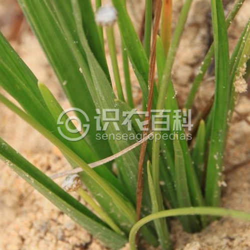 柑橘黄叶症状示例3