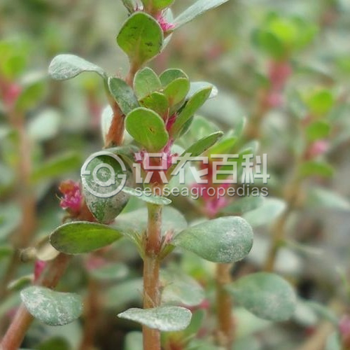 柑橘黄叶症状示例2