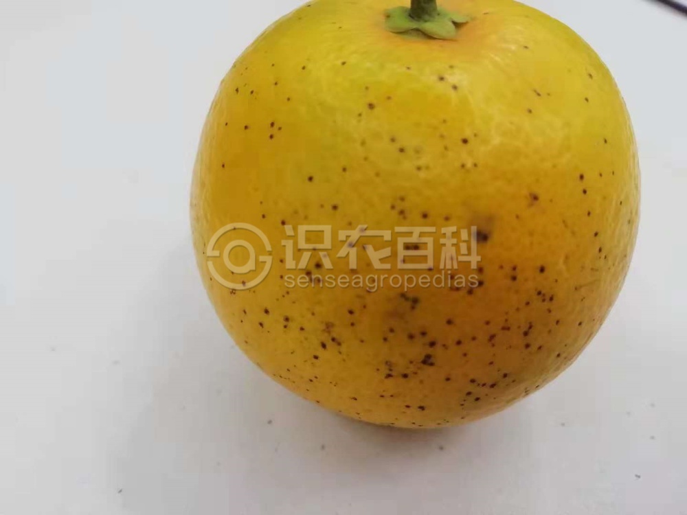 柑橘黄叶症状示例6