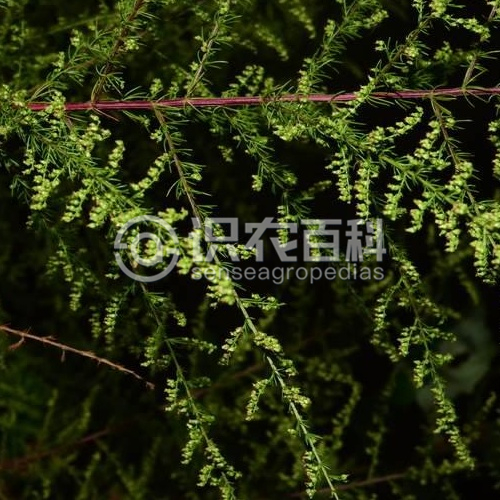柑橘黄叶症状示例4