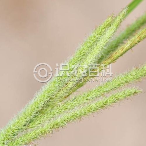 柑橘黄叶症状示例2