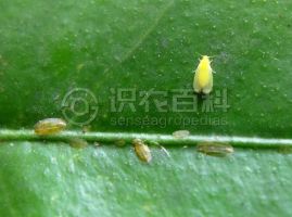 柑橘黄叶症状示例0