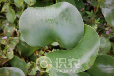 凤眼蓝