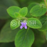 柑橘黄叶症状示例0