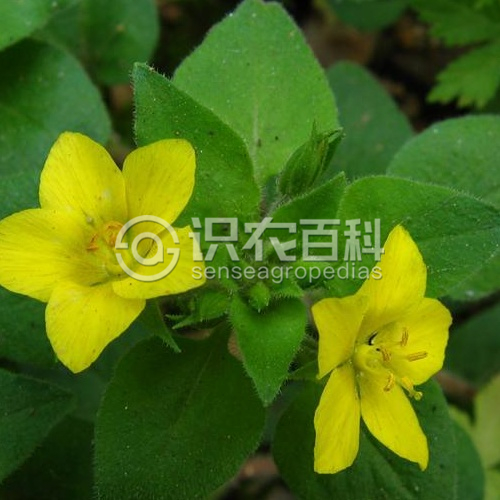 柑橘黄叶症状示例3