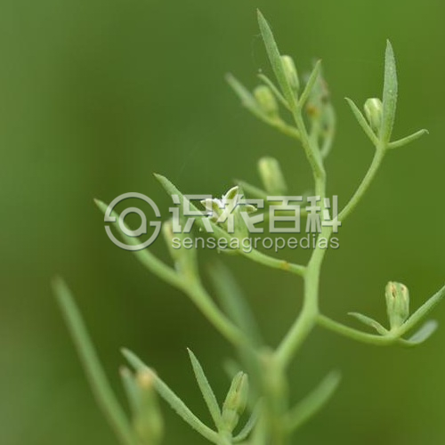 柑橘黄叶症状示例2