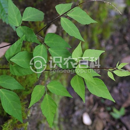 柑橘黄叶症状示例2