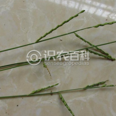 臂形草