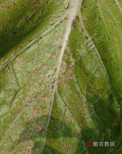 大白菜细菌性黑斑病