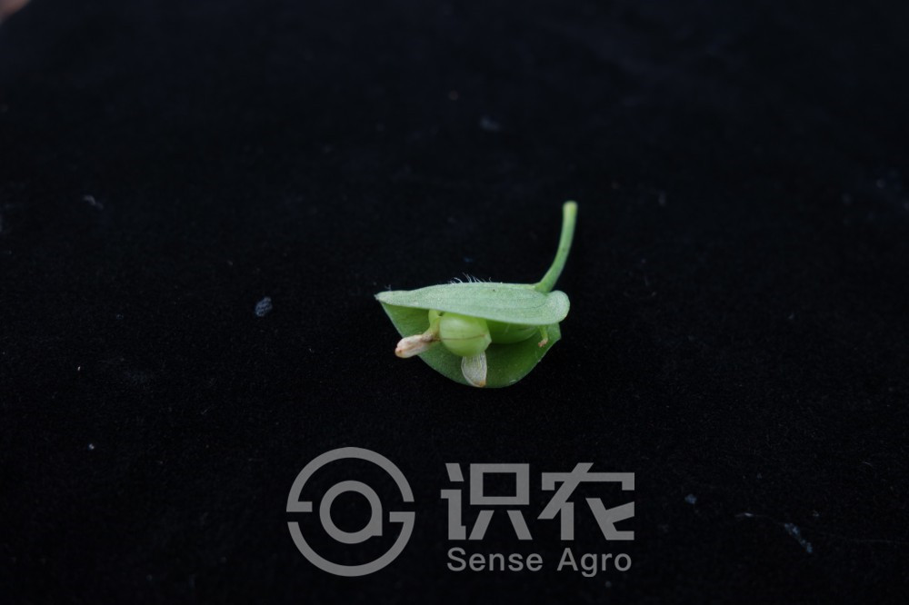 柑橘黄叶症状示例4