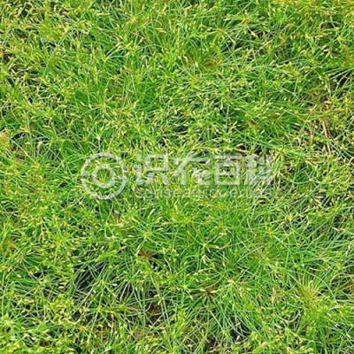 夏飘拂草
