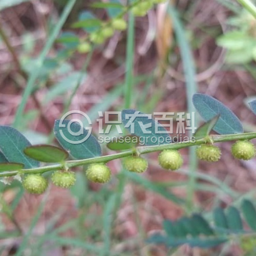 柑橘黄叶症状示例2