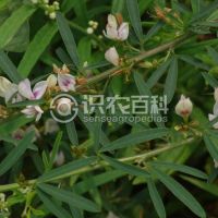 柑橘黄叶症状示例0