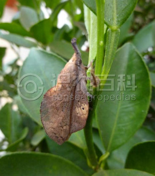 柑橘黄叶症状示例1