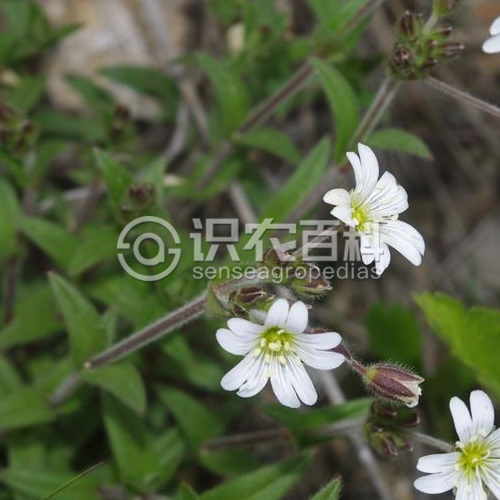柑橘黄叶症状示例2