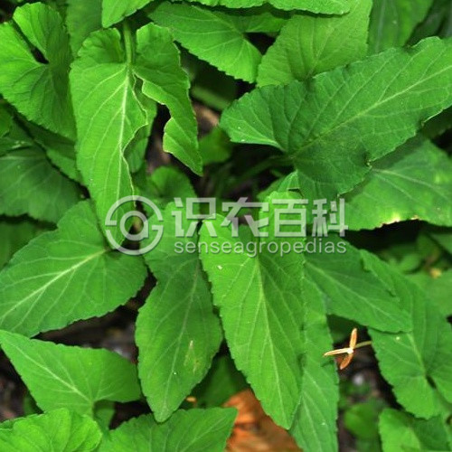 柑橘黄叶症状示例1