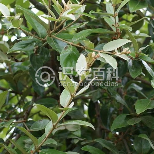 柑橘黄叶症状示例2