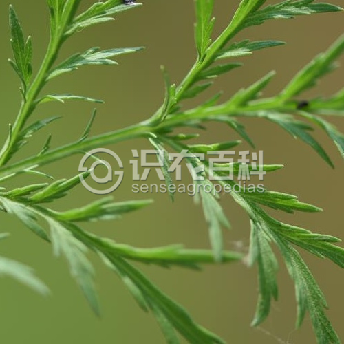 柑橘黄叶症状示例4