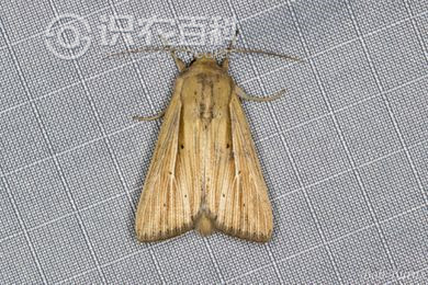 柑橘黄叶症状示例1
