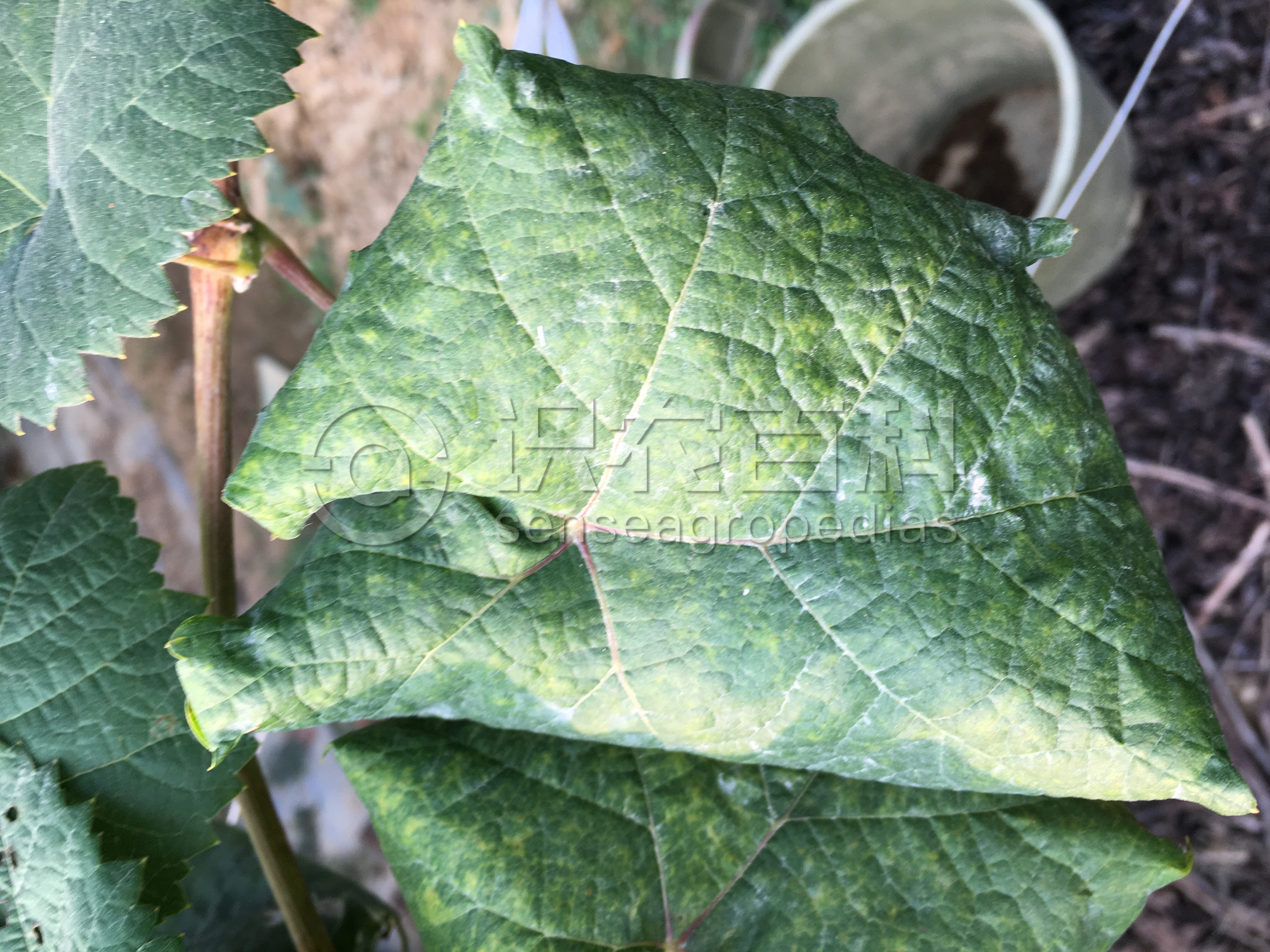 柑橘黄叶症状示例2