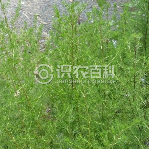 柑橘黄叶症状示例1