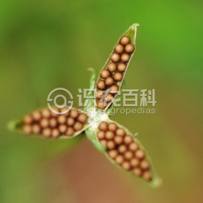 紫花地丁