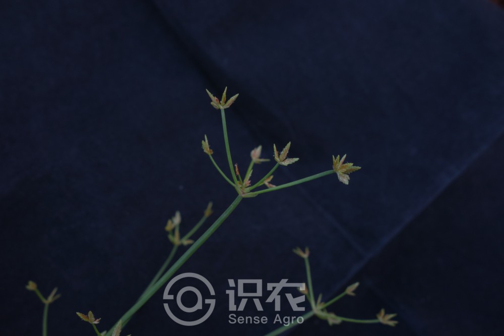 柑橘黄叶症状示例3
