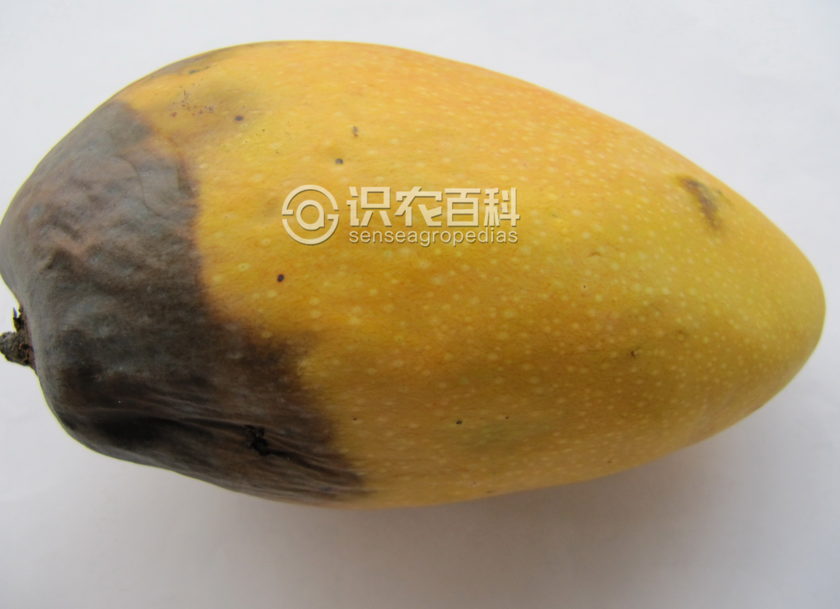 柑橘黄叶症状示例2