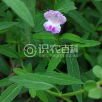 柑橘黄叶症状示例0