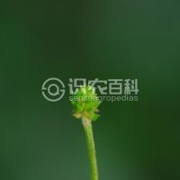 柑橘黄叶症状示例0