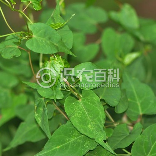 柑橘黄叶症状示例2