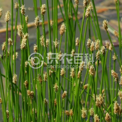 沼泽荸荠