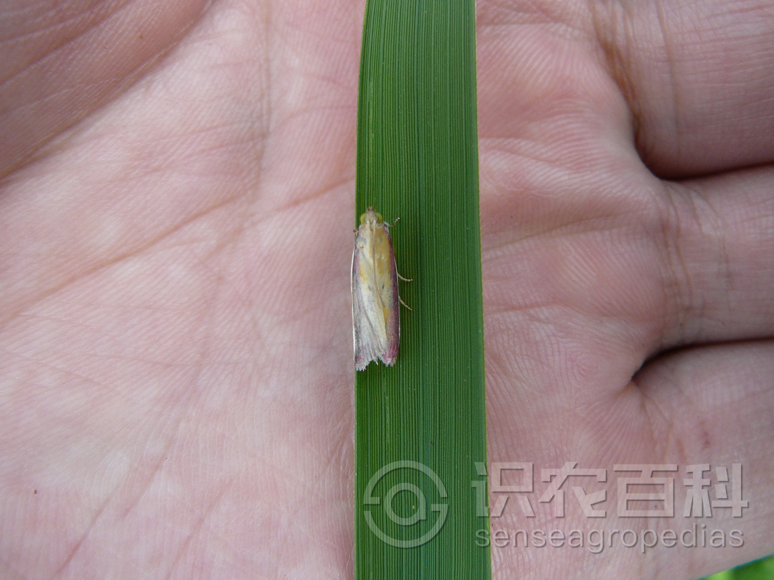 柑橘黄叶症状示例1