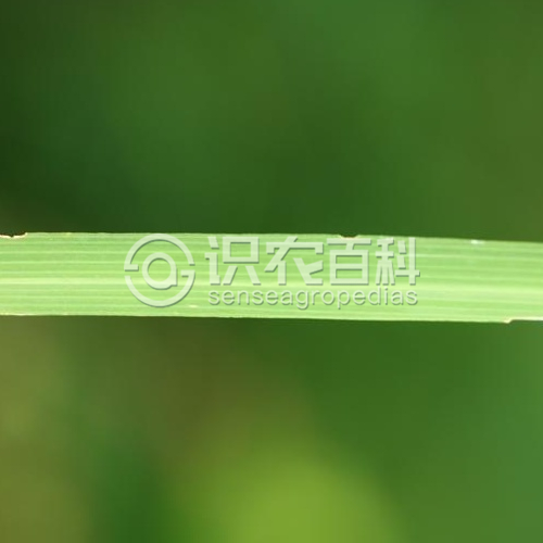 柑橘黄叶症状示例2
